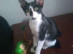 Gato raça Mista idade 2 a 6 meses nome Toy