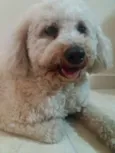 Desconhecido