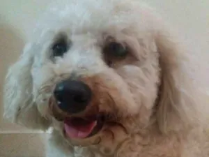 Cachorro raça Poodle idade 4 anos nome Desconhecido 