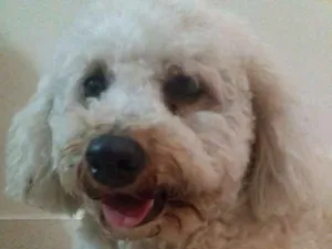 Cachorro raça Poodle idade 4 anos nome Desconhecido 