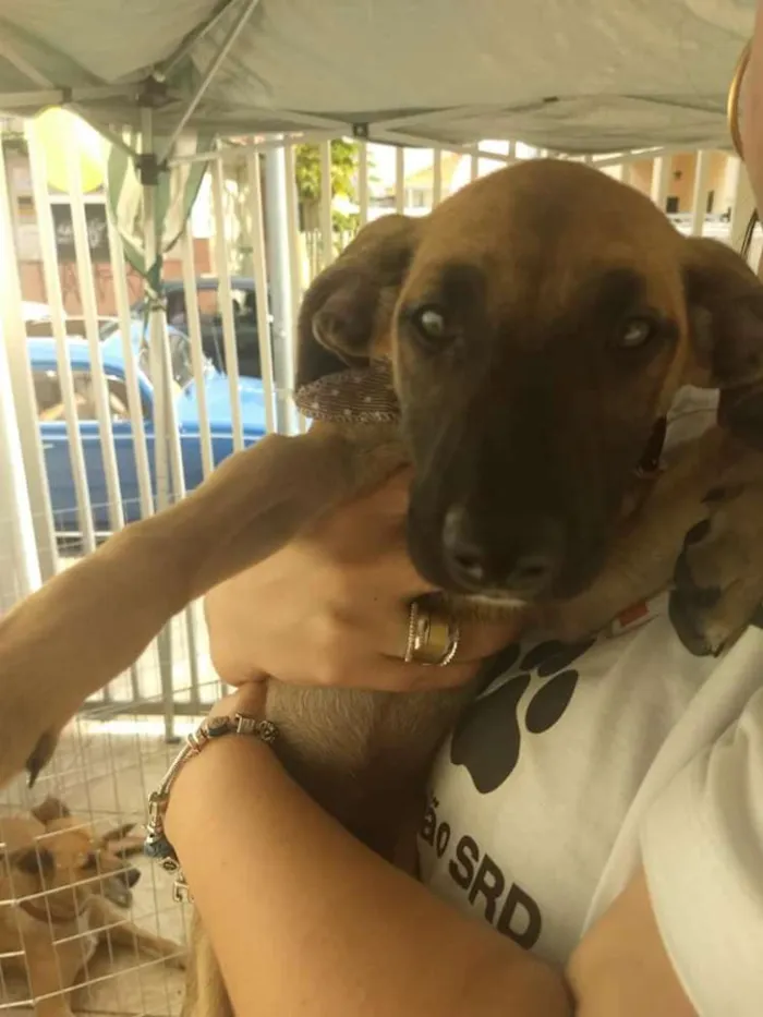 Cachorro ra a SRD idade 2 a 6 meses nome Babi