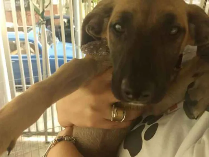 Cachorro ra a SRD idade 2 a 6 meses nome Babi