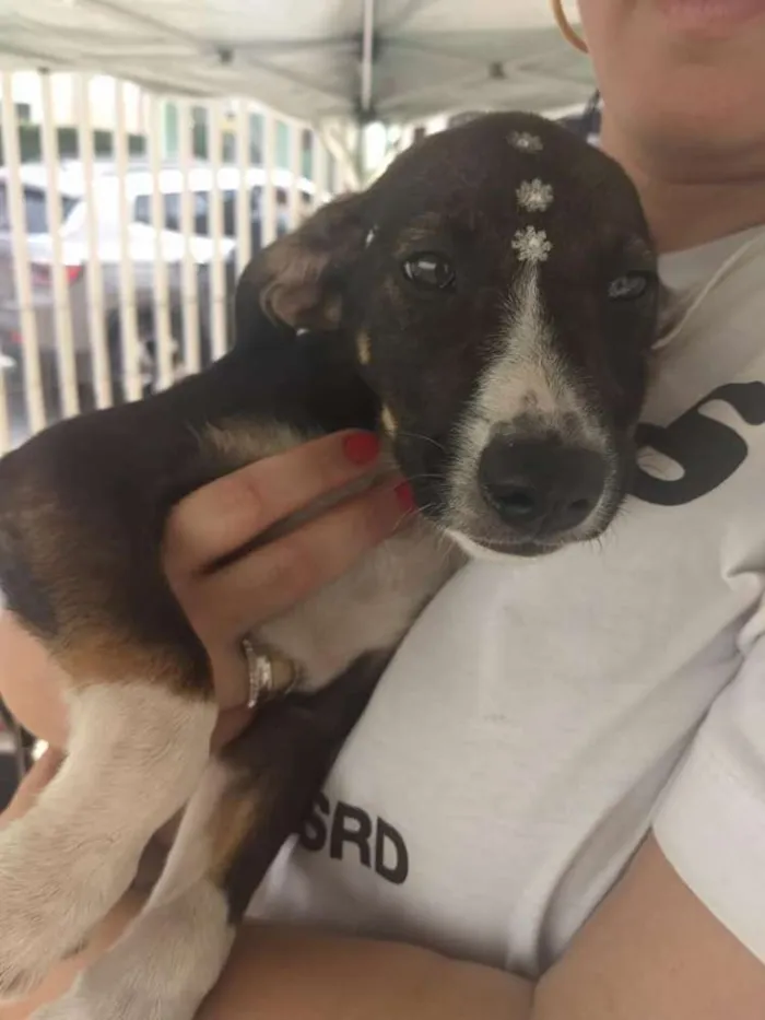 Cachorro ra a SRD idade 2 a 6 meses nome BINGO