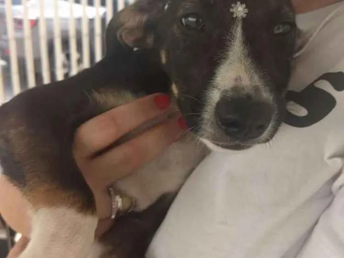 Cachorro ra a SRD idade 2 a 6 meses nome BINGO