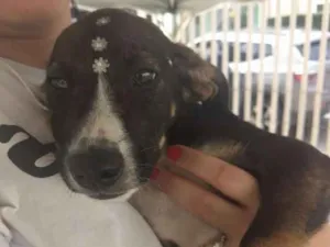 Cachorro raça SRD idade 2 a 6 meses nome BINGO