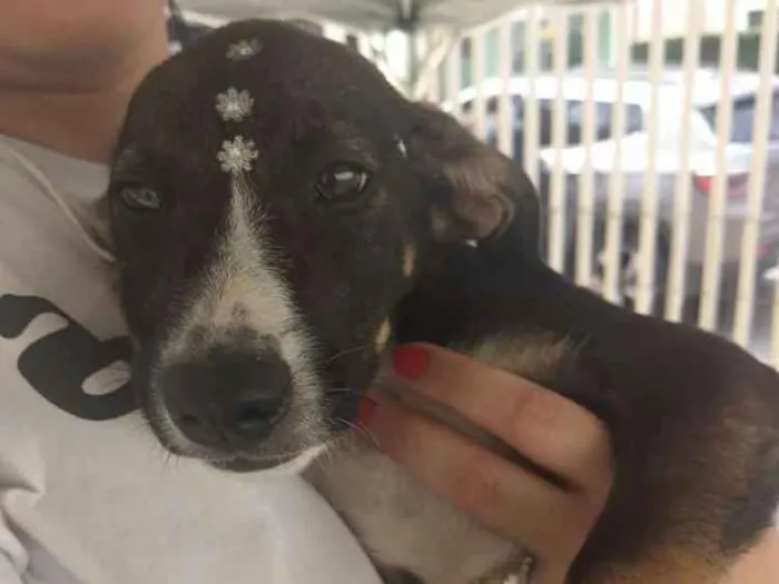 Cachorro ra a SRD idade 2 a 6 meses nome BINGO