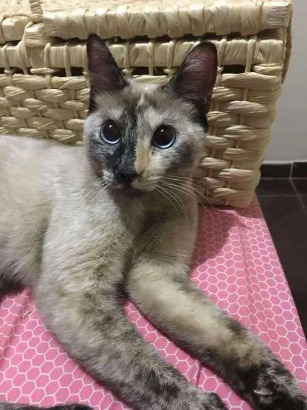 Gato ra a SRD idade 1 ano nome Lucy