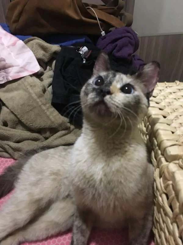 Gato ra a SRD idade 1 ano nome Lucy
