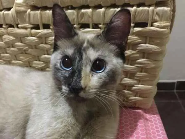 Gato ra a SRD idade 1 ano nome Lucy