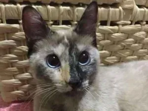 Gato raça SRD idade 1 ano nome Lucy