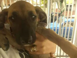 Cachorro raça SRD idade 2 a 6 meses nome Babi