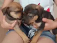 Luna,Cisco,Lola e Es