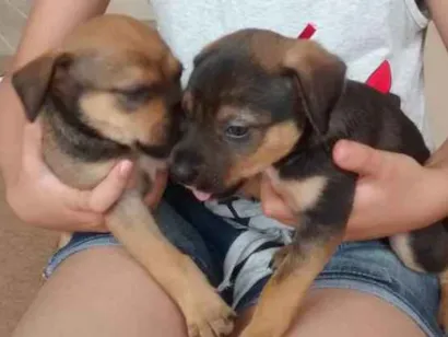 Cachorro raça Indefinida idade Abaixo de 2 meses nome Luna,Cisco,Lola e Es