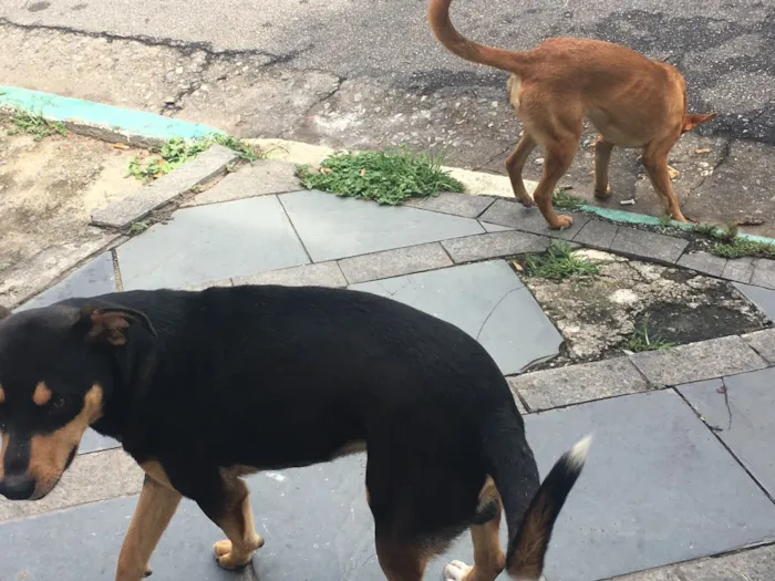 Cachorro ra a SRD idade 1 ano nome Nina