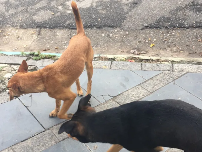 Cachorro ra a SRD idade 1 ano nome Nina