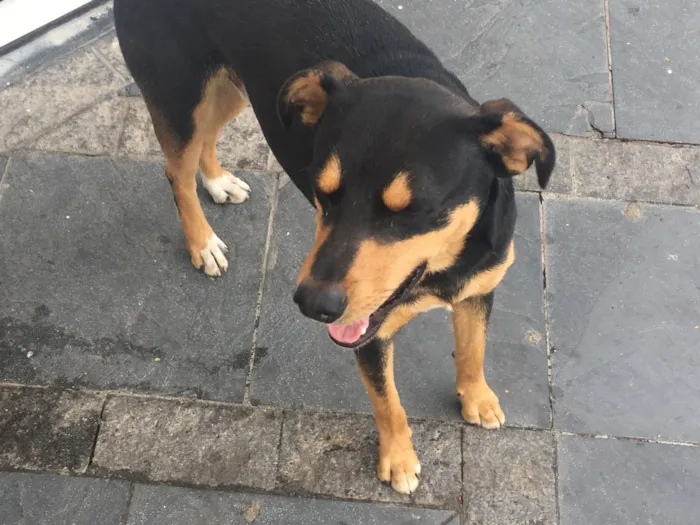 Cachorro ra a SRD idade 1 ano nome Nina