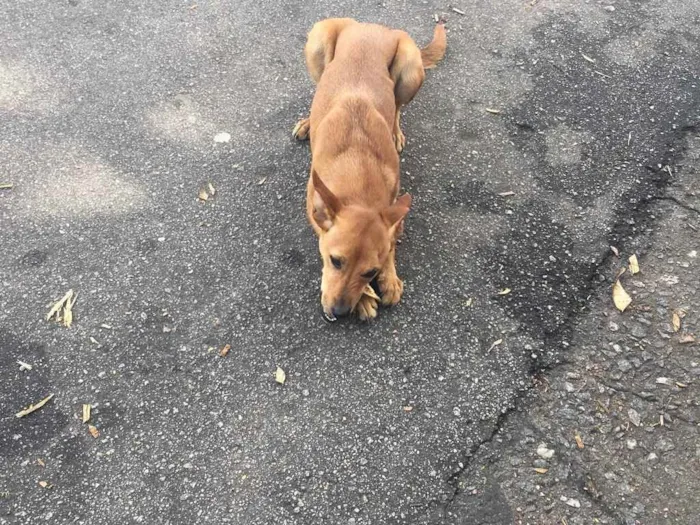 Cachorro ra a SRD idade 1 ano nome Nina