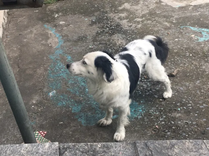 Cachorro ra a SRD idade 1 ano nome Nina
