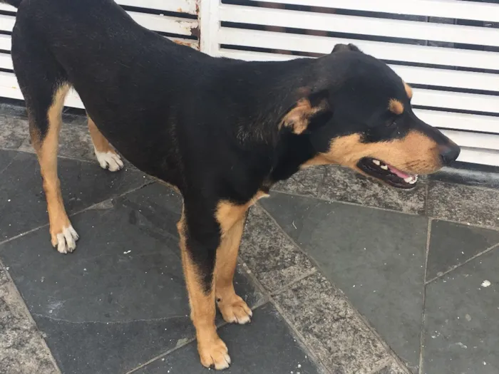 Cachorro ra a SRD idade 1 ano nome Nina