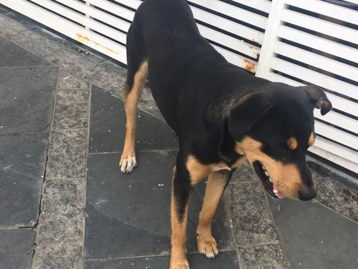 Cachorro ra a SRD idade 1 ano nome Nina