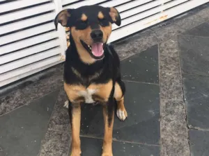 Cachorro raça SRD idade 1 ano nome Nina