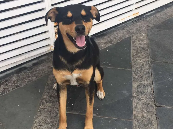 Cachorro ra a SRD idade 1 ano nome Nina