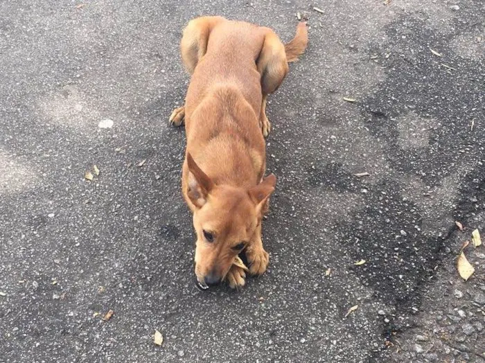 Cachorro ra a SRD idade 1 ano nome Nina