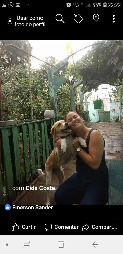 Cachorro ra a SRD idade 2 anos nome Princesa 