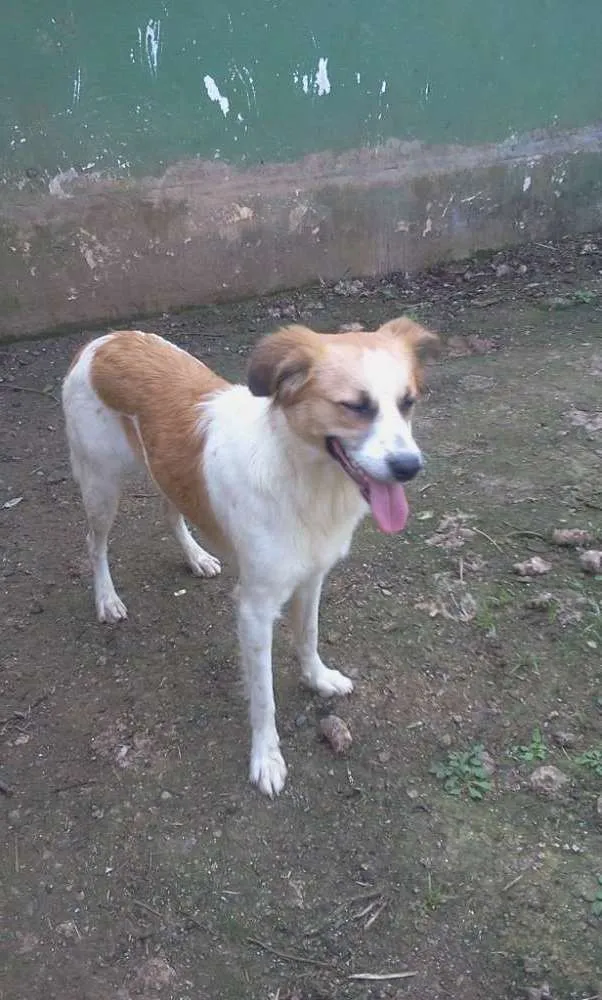 Cachorro ra a SRD idade 1 ano nome Vicky