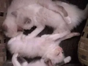 Gato raça Ciames com viralata  idade 2 a 6 meses nome Não tem nome 