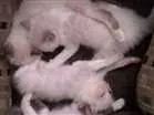 Gato raça Ciames com viralata  idade 2 a 6 meses nome Não tem nome 
