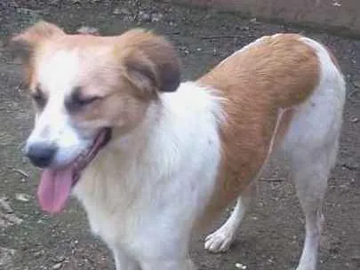 Cachorro ra a SRD idade 1 ano nome Vicky