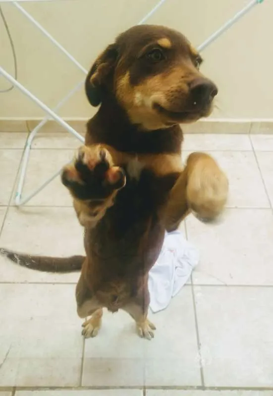 Cachorro ra a Labrador idade 2 a 6 meses nome Thor