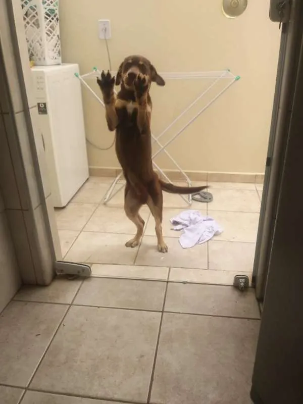 Cachorro ra a Labrador idade 2 a 6 meses nome Thor