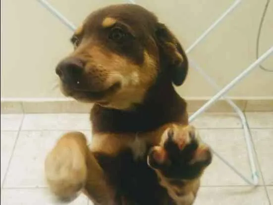 Cachorro ra a Labrador idade 2 a 6 meses nome Thor