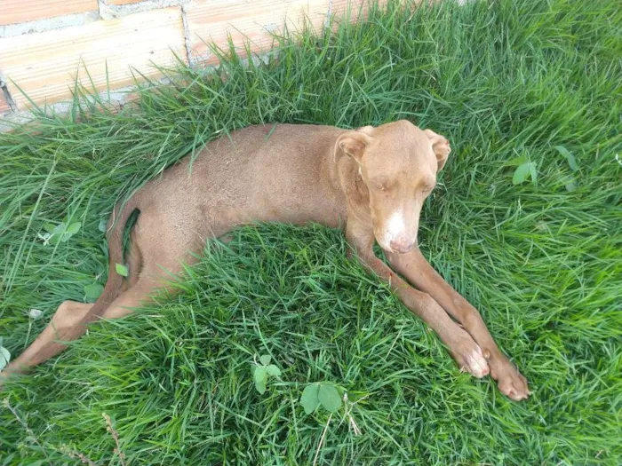 Cachorro ra a Pitbull idade 3 anos nome Não tem