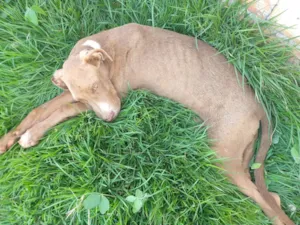 Cachorro raça Pitbull idade 3 anos nome Não tem