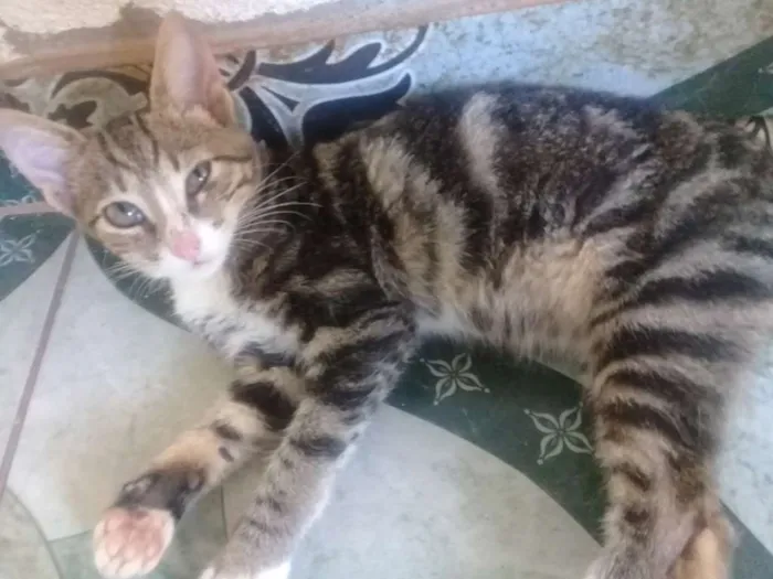 Gato ra a  idade 2 a 6 meses nome Não tem 