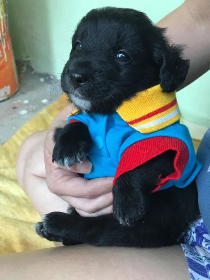 Cachorro ra a Srd idade Abaixo de 2 meses nome Willy