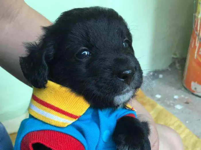 Cachorro ra a Srd idade Abaixo de 2 meses nome Willy
