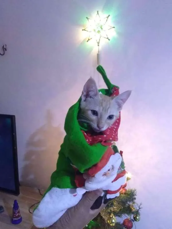 Gato ra a sem raça idade 2 a 6 meses nome amarelo