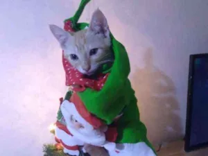 Gato raça sem raça idade 2 a 6 meses nome amarelo