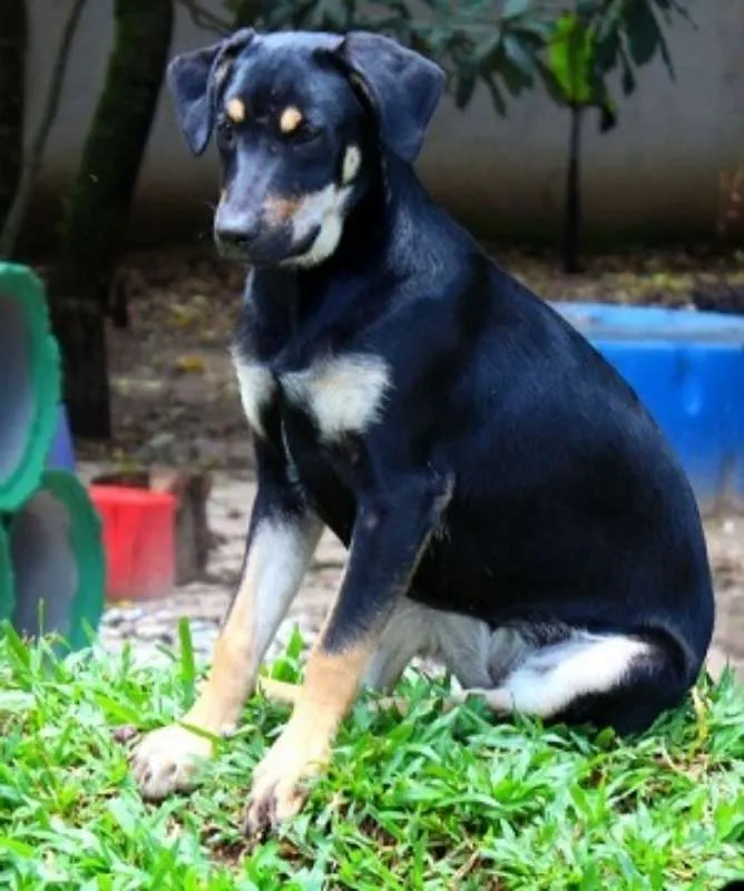 Cachorro ra a SRD idade 7 a 11 meses nome Gal
