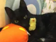 SUFLAIR