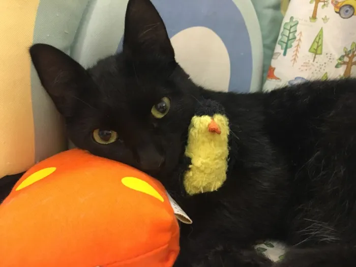 Gato ra a SRD  idade 2 a 6 meses nome SUFLAIR