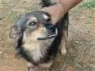 Cachorro raça Vira lata idade 2 anos nome Rosqueta