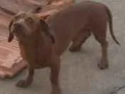 Cachorro raça Basset idade 2 anos nome Junior