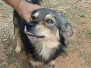 Cachorro raça Não sei idade 2 anos nome Rosqueta