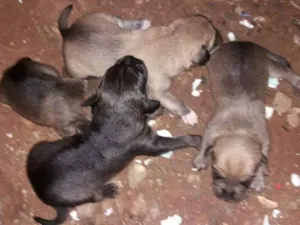 Cachorro raça Vira lata idade  nome Princesa