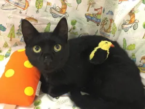 Gato raça SRD  idade 2 a 6 meses nome SUFLAIR
